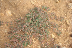 Euphorbia corrigioloides
